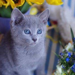 Russian Blue Kitten for sale